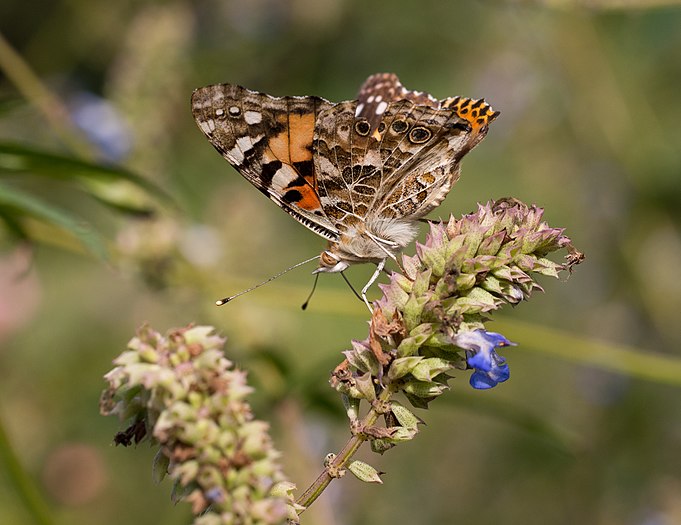 Painted lady