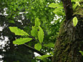 Quercus castaneifolia