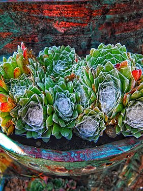 Succulents in pots