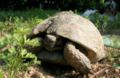 Testudo graeca female with healed carapax