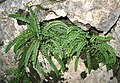 Asplenium trichomanes ssp. quadrivalens Montañas de Sóller, Isla de Mallorca.