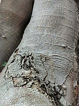 Bark of Enterolobium cyclocarpum