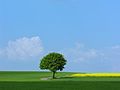 "2007-04-27_15-01-09_Germany_Baden-Württemberg_Lausheim.jpg" by User:Simisa