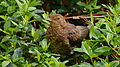 Amsel - Turdus merula, Jungvogel, in Vogelstang