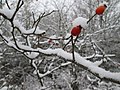 Rosa canina in snow