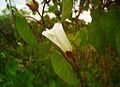 Calystegia sepium