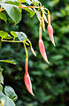 Fuchsia 'Helena'.