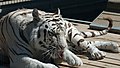 Royal White Bengal tiger