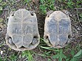 Testudo graeca female left, male right