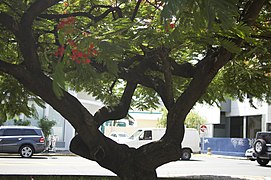 Tree in Condadito, Santurce, San Juan, Puerto Rico.jpg