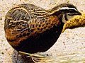 Coturnix delegorguei (cat.)