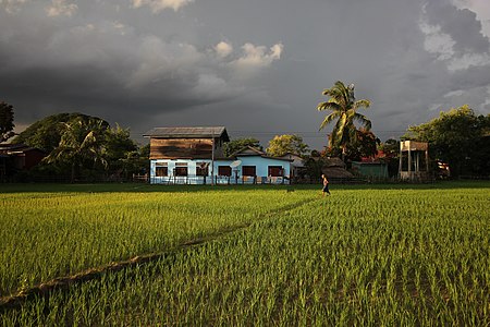 "Grey_clouds_over_the_luminous_paddy_fields_in_Don_Det.jpg" by User:Basile Morin