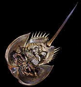 Tachypleus tridentatus (Horseshoe crab) specimen - Ventral