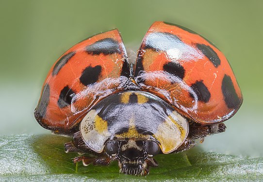 Asian ladybeetle (Harmonia axyridis), Hartelholz, Munich, Germany.