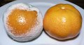 penicillium mold on mandarin oranges