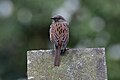 Dunnock