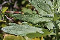 Artemisia suksdorfii