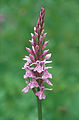 "Dactylorhiza_×_braunii_(Halácsy)_Borsos_&_Soó_(1961).jpg" by User:Michael Gäbler