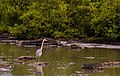 * Nomination Great blue heron (Ardea herodias), Santa Cruz island, Galapagos islands, Ecuador --Poco a poco 17:30, 25 April 2016 (UTC) Good picture. I'm not agree with the subject that you say. IMO the subject it's not the bird (too little)--Lmbuga 17:43, 25 April 2016 (UTC) * Promotion  Support Good quality.--Lmbuga 17:43, 25 April 2016 (UTC)