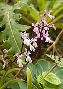 Orchis canariensis Orchis patens subsp. canariensis