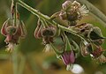 Rubus henryi