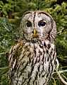 Commons:Picture of the Year/2012/R1/Strix aluco (Linnaeus, 1758).jpg