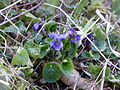 Viola reichenbachiana, Dordogne