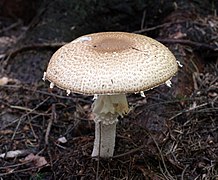 Fungi (Fungus)