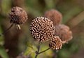 Image 75Bee balm seedhead