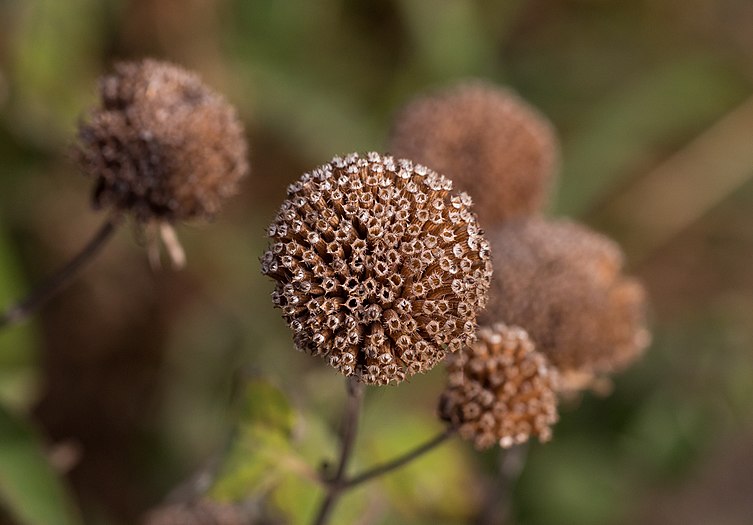 Bee balm seedhead