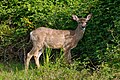 White-tailed deer