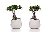 Thumbnail for File:Bonsai Adam and Eve (PPL2-Enhanced) julesvernex2.jpg