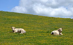 Charolais dans le Nivernais