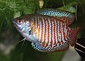 Gourami