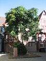 Deutsch: Synagogenplatz