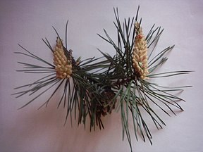 Shoot with old seed cone and pollen cones, Celje, Slovenia