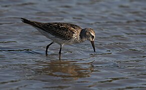 White-rumped Sandpiper - 52132601131.jpg