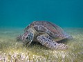 "Green_Sea_Turtle_grazing_seagrass.jpg" by User:P.Lindgren