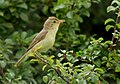 Melodious warbler (Hippolais polyglotta) au Petit Loc'h.