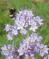 Phacelia tanacetifolia with Bombus terrestris queen