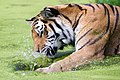 19 Tiger Zoo Vienna uploaded by Alexander Leisser, nominated by Alexander Leisser
