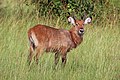 7 Ugandan defassa waterbuck (Kobus ellipsiprymnus defassa) juvenile male uploaded by Charlesjsharp, nominated by Charlesjsharp