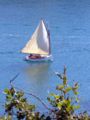 Petit bateau à voile aurique dans le ria de Belon.