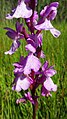 Anacamptis palustris Germany - Ichenheim