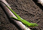 Thumbnail for File:Jamaika-anolis-22.jpg