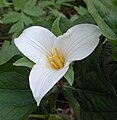 Trillium Tryon Creek