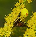 16 2016.09.02.-04-Kaefertaler Wald-Mannheim--Veraenderliche Krabbenspinne-Weibchen-mit Beute uploaded by Hockei, nominated by Hockei