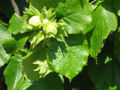 Foliage and nuts