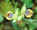 Ophrys lutea subsp. minor (Ophrys sicula)