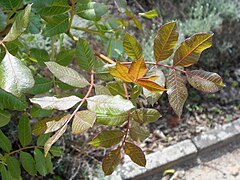 Pistacia terebinthus 2017-05-23 0921.jpg